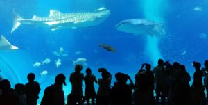 美ら海水族館