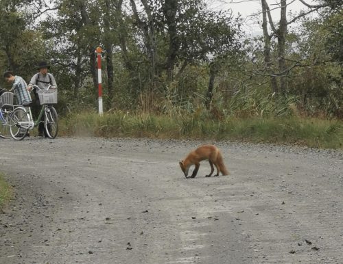 北海道の野生のキツネ