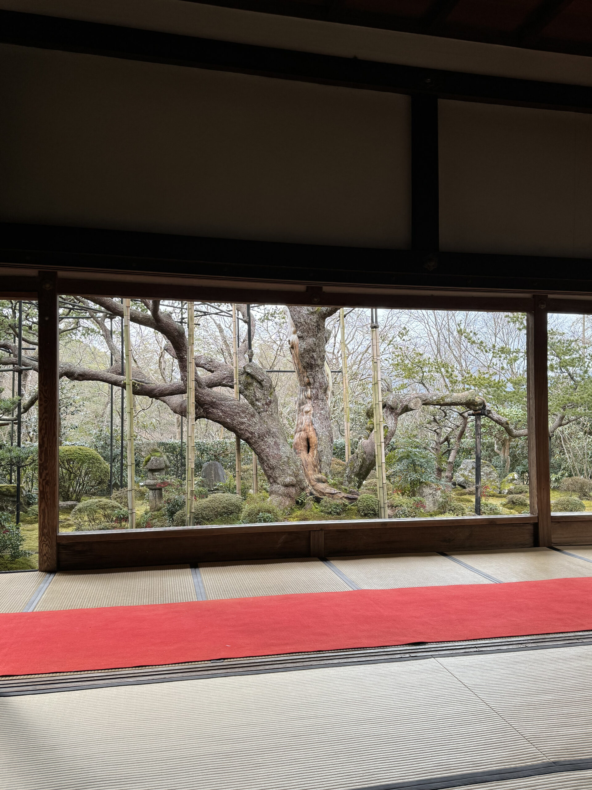 宝泉院　五葉の松